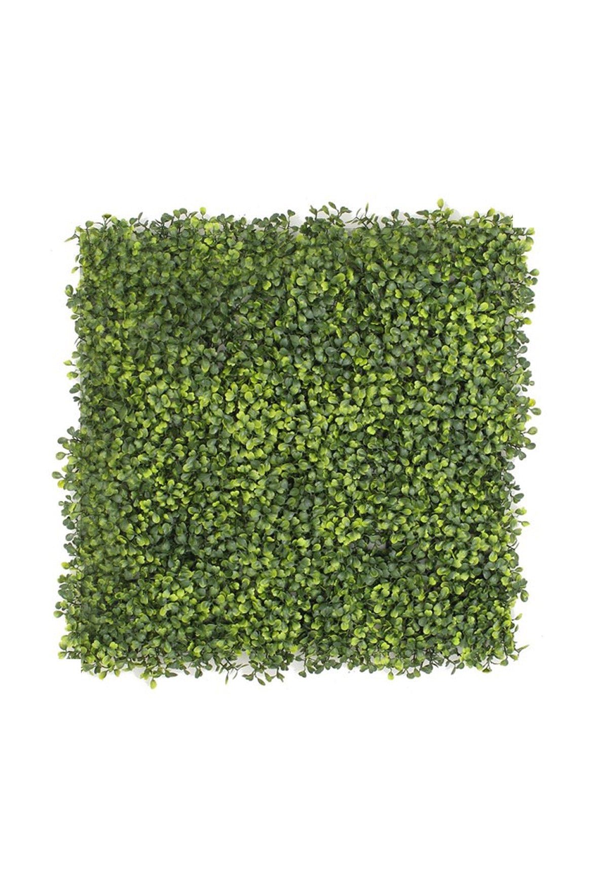 BOXWOOD Artificial Living Wall (per sq mtr)